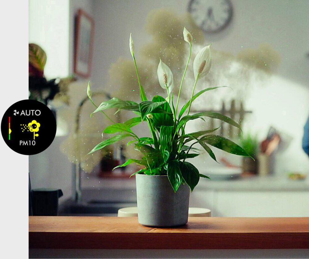 tác nhân gây dị ứng từ phấn hoa